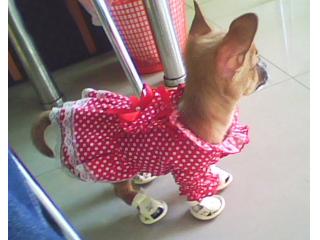 思亭宠物会所的照片