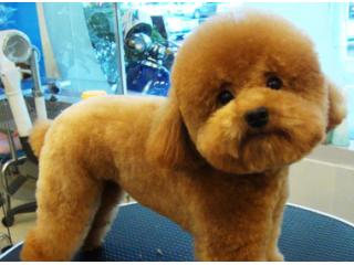 狄枫宠物医院的照片